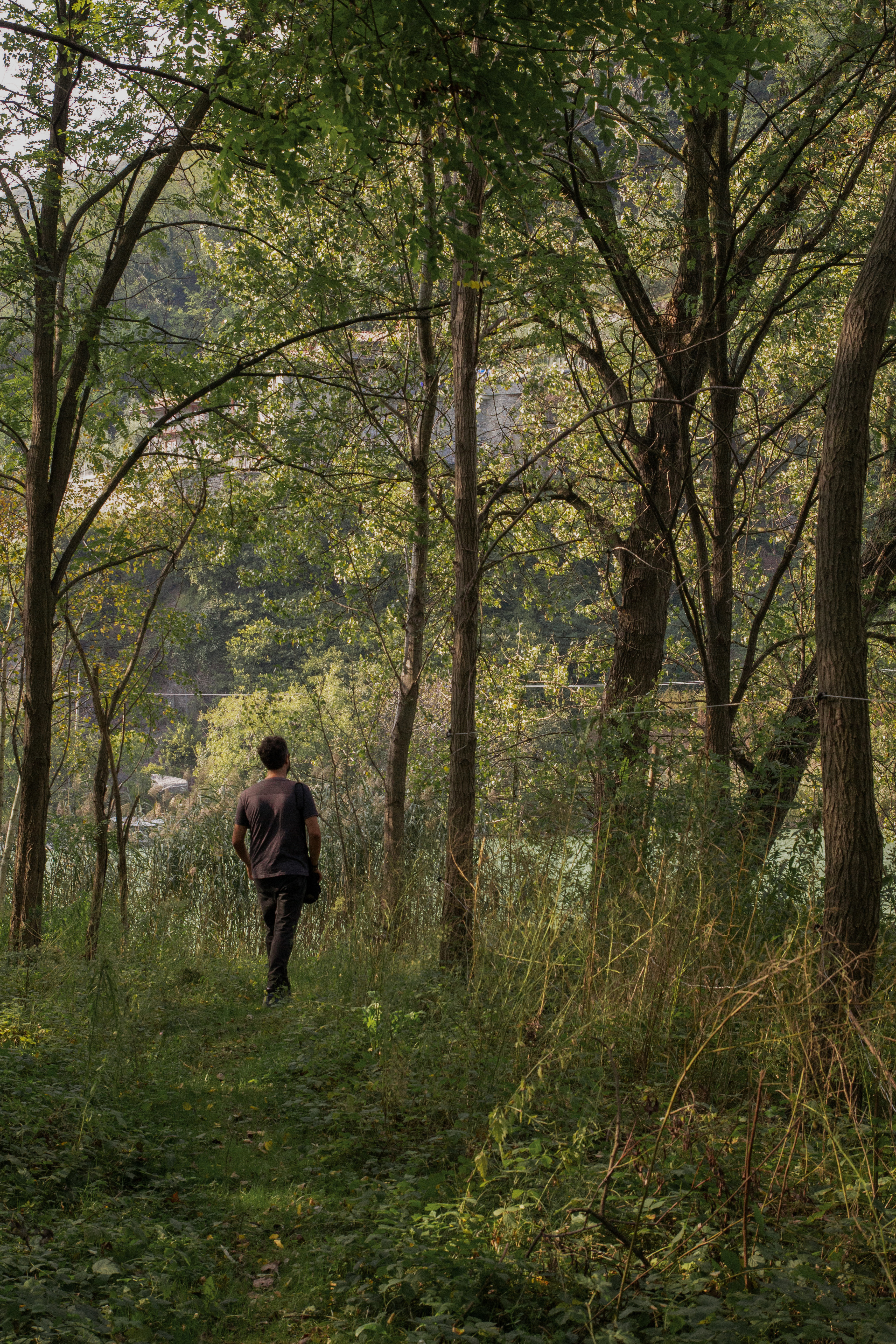 come fare forest bathing