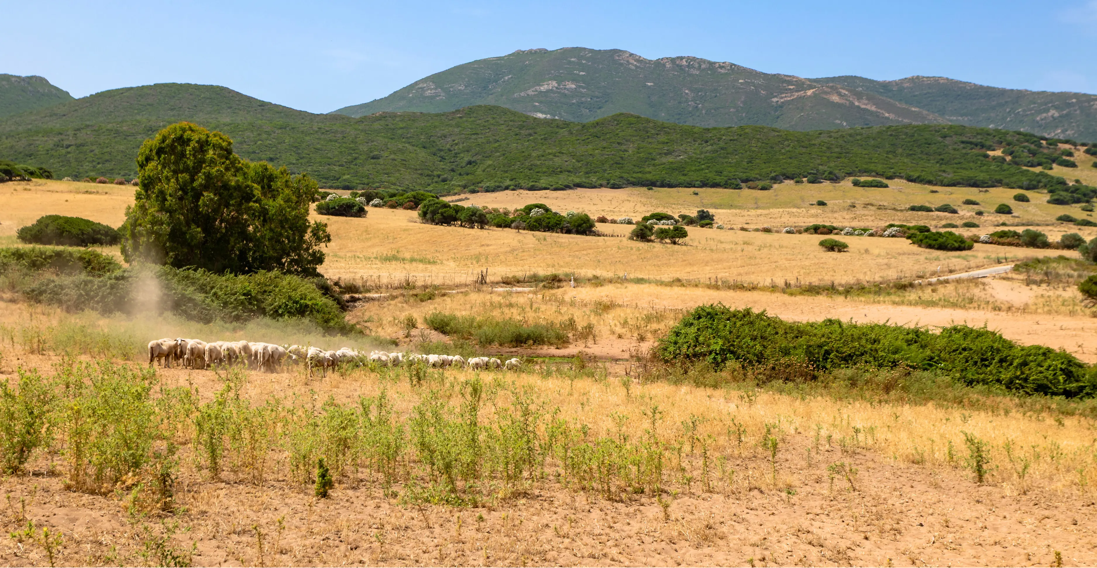 Rural scene with sheep near the coast of the Scivu Oasis