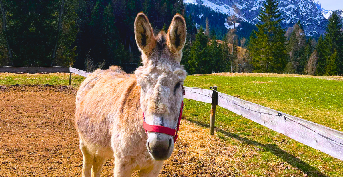 un viaggio nella natura e gli animali