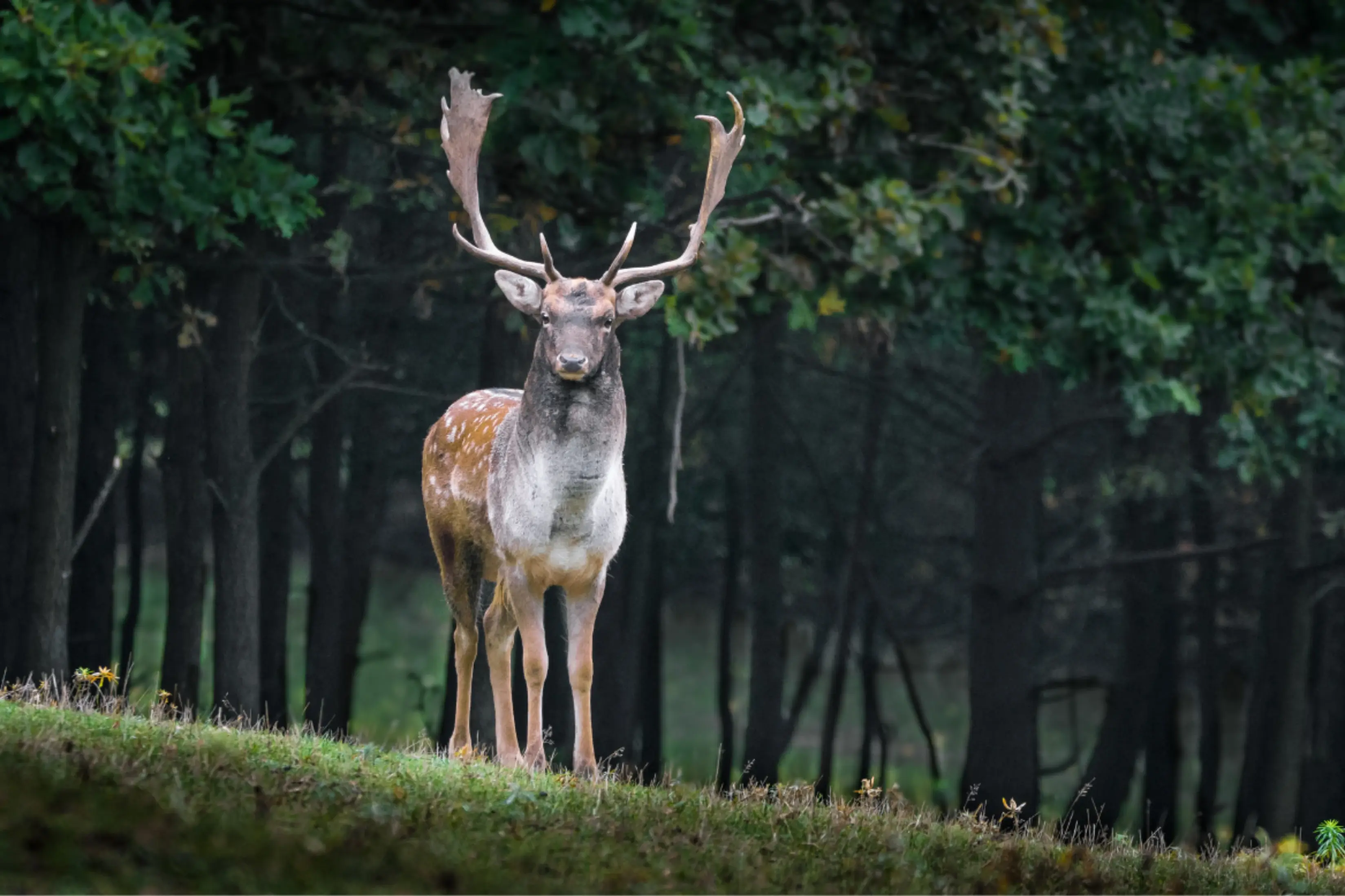 cervo vicino alla tiny house a molina