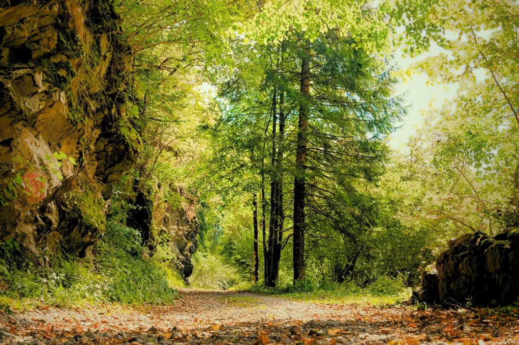prato della tiny house a paluzza sulle Alpi Carniche nella Valle del But