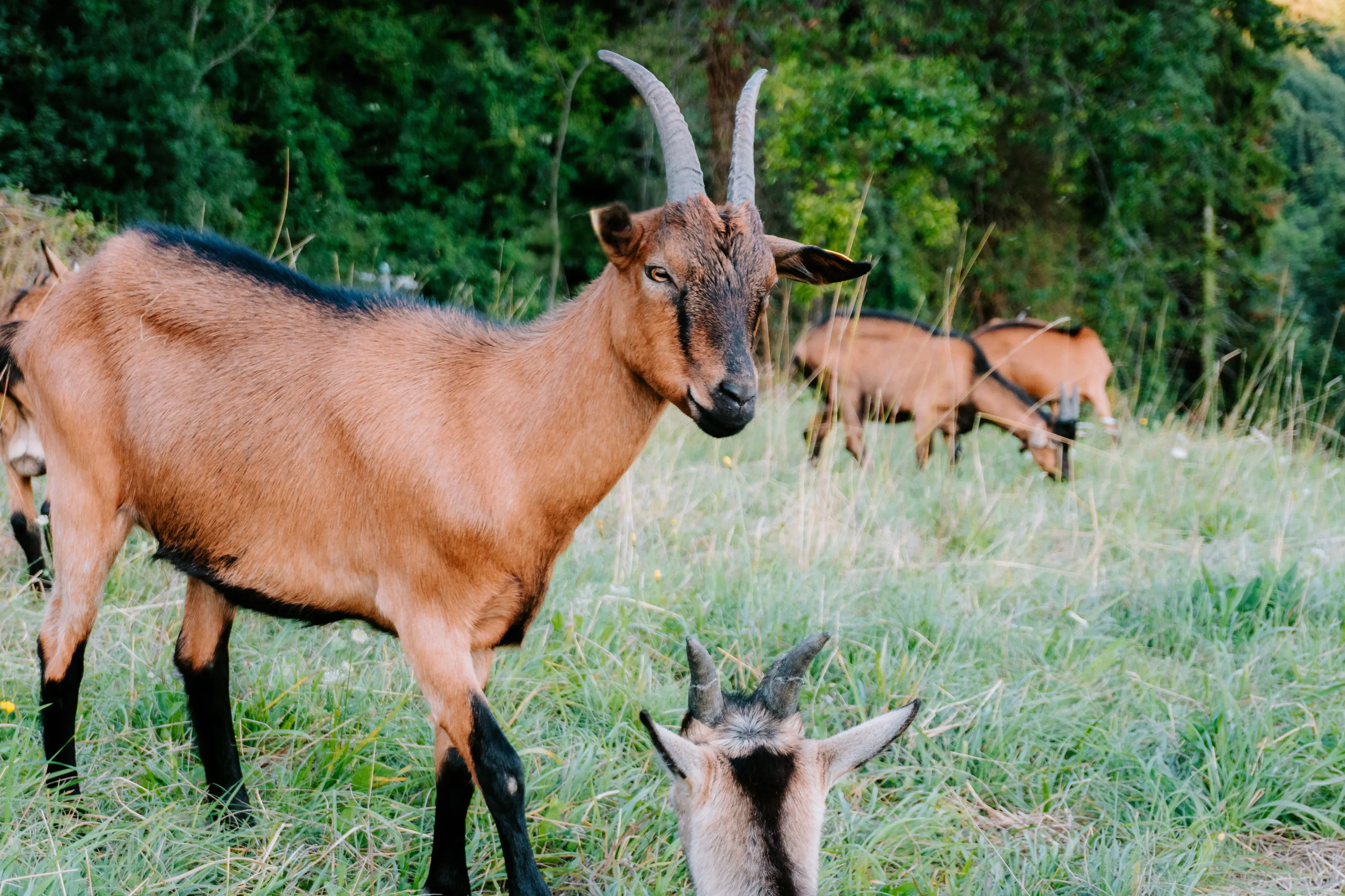 caprette tiny house tamoris
